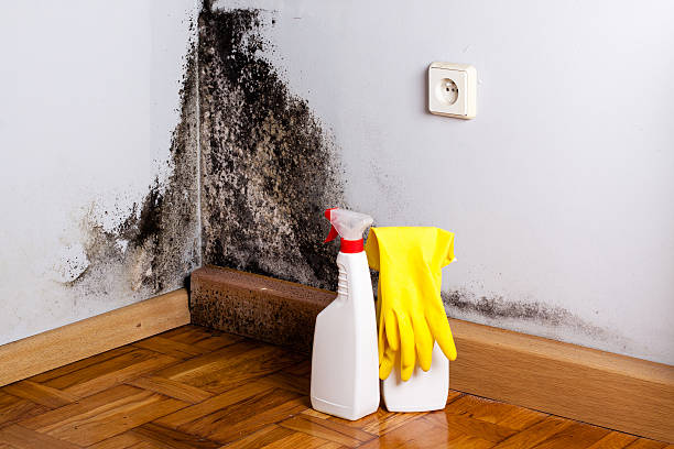 Mold Inspection, Removal & Remediation